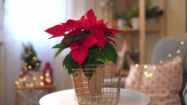 Bela poinsettia em pote de vime e mãos de mulher preparando presentes na cesta dourada no fundo da decoração turva férias. Tradicional flor estrela de Natal. — Vídeo de Stock