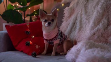Kazaklı şirin bir Noel köpeği kameraya bakıyor ve Noel ışıklarıyla eğleniyor. Evcil hayvan izleme ve evde kırmızı yastık ve ekoseyle kanepede oturma