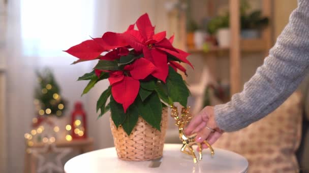 Beautiful poinsettia in wicker pot and woman hands preparing gifts on blurred holiday decoration background. Traditional Christmas star flower. — Stock Video