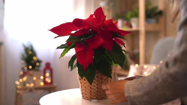 Bella poinsettia in vaso di vimini e mani di donna che preparano regali su sfondo sfocato decorazione vacanza. Tradizionale fiore stella di Natale. — Video Stock