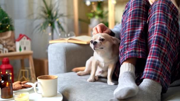 Hangulatos nő kötött téli meleg zokniban és pulóverben és kockás pizsamában eszik sütit kutyával, miközben otthon pihen a kanapén karácsonykor. Téli forró ital bögre kakaó vagy kávé. — Stock videók