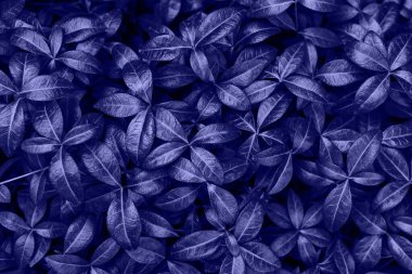 Koyu yeşil yapraklar arka plan, doğal arka plan ve duvar kağıdı. Tropik soyut ot dokusu. Bahçedeki süs bitkisi. Çevre duvarı. 2022 yılının organik doğal arka planı.