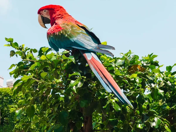 Um quadro de close-up de grande papagaio arara crescido sentado em uma árvore frondosa verde — Fotografia de Stock