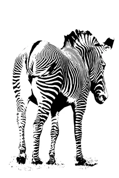 Zebra geri