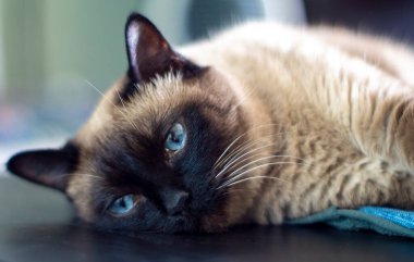     Güzel mavi gözlü kedi