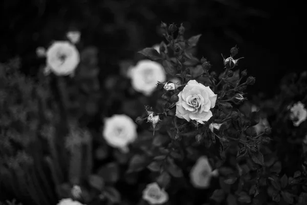 꽃피는 장미 — 스톡 사진