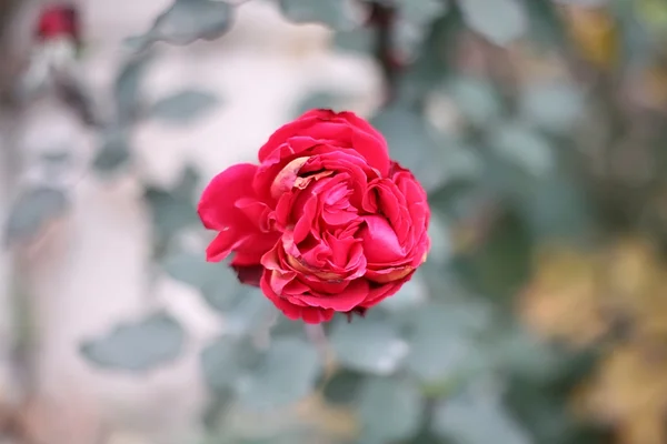 Floración de rosa rosa — Foto de Stock