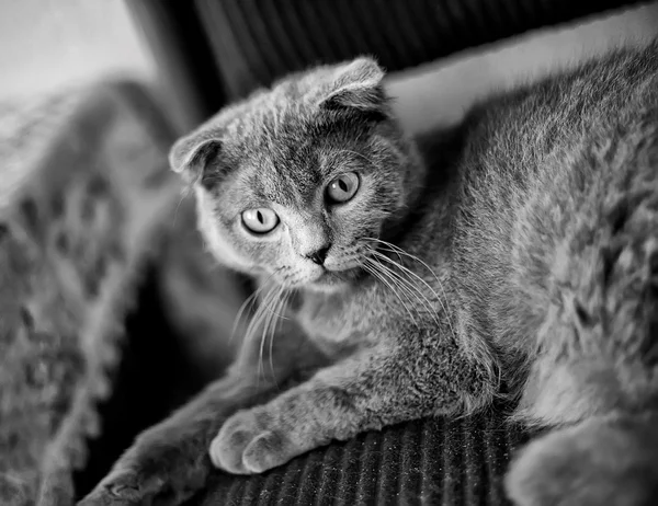 灰色的小猫 免版税图库图片