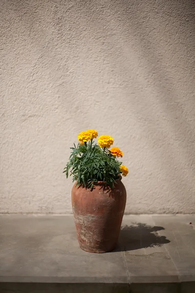 Blumen im Topf — Stockfoto