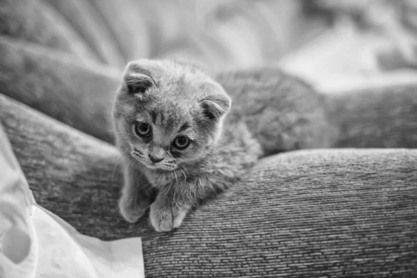 Cat a little gray scottie — Stock Photo, Image