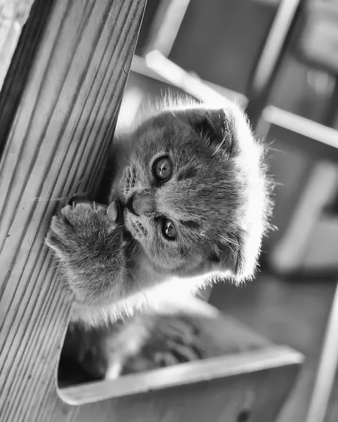 Cat a little gray scottie play — Stock Photo, Image