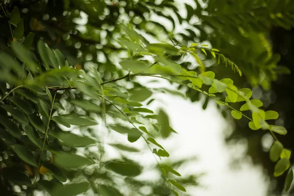 Ramo d'albero con foglie verdi rotonde — Foto Stock