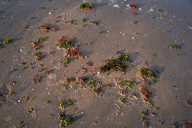 Dalgalar yüzünden yeşil ve kırmızı deniz yosunu sahile savruldu. Alglerin ölümü ekolojik bir sorun, Adriyatik Denizi, Lido Adriano, İtalya