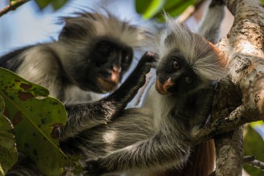 Kırmızı colubus maymunlar