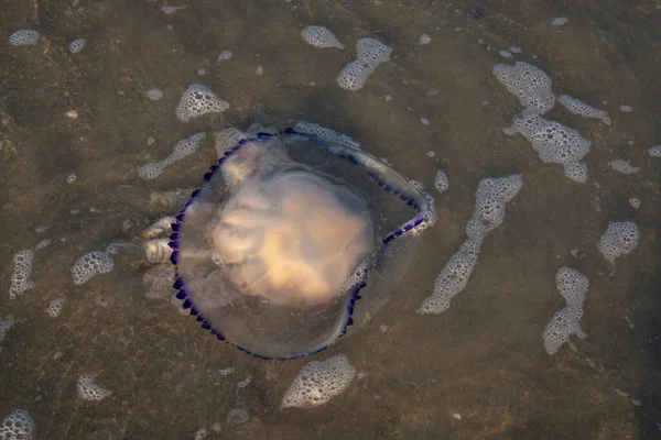 Big Barrel Jellyfish Shore Close Rhizostoma Pulmo Found Adriatic Mediterranean — Stock Photo, Image