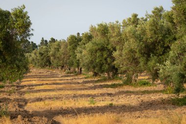 İtalya 'nın güneyindeki Calabria kırsalında bir çayırda eski zeytin ağaçları.