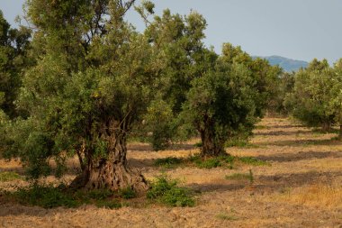 İtalya 'nın güneyindeki Calabria ülkesinde bir korulukta eski zeytin ağaçları..