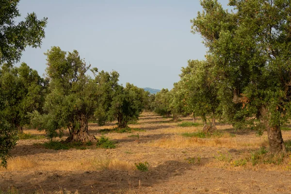 İtalya 'nın güneyindeki Calabria ülkesinde bir korulukta eski zeytin ağaçları..