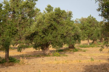 İtalya 'nın güneyindeki Calabria ülkesinde bir korulukta eski zeytin ağaçları..