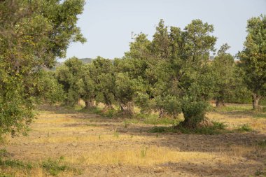 İtalya 'nın güneyindeki Calabria ülkesinde bir korulukta eski zeytin ağaçları..