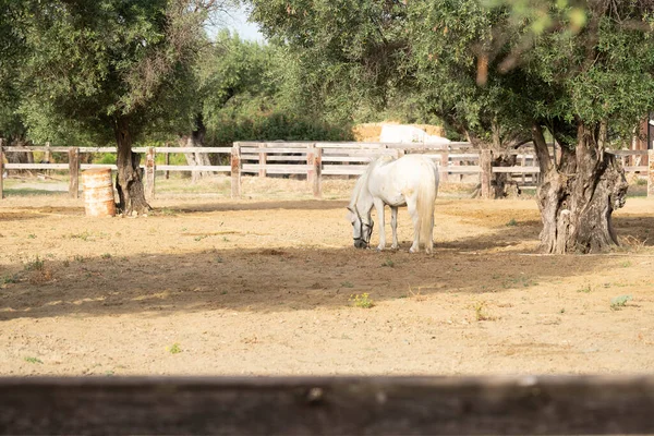 White Horse Corral Ranch — Stock Photo, Image