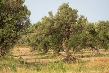 İtalya 'nın güneyindeki Calabria ülkesinde bir korulukta eski zeytin ağaçları..