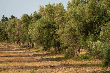 İtalya 'nın güneyindeki Calabria ülkesinde bir korulukta eski zeytin ağaçları..