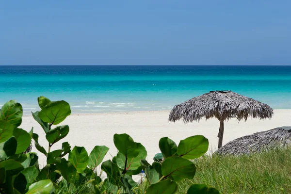 Прекрасный Белый Песчаный Пляж Тропическое Растение Деревянный Зонтик Карибское Море — стоковое фото