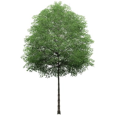D Trees Isolated on white background , Use for visualization in architectural design
