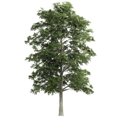 Beyaz arkaplanda izole edilmiş 3D Ağaçlar, Mimari tasarımda görselleştirme için kullan