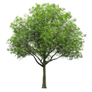 3D Green Trees Isolated on white background , Use for visualization in architectural design or garden decorate