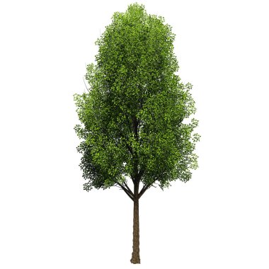 3D Green Trees Isolated on white background , Use for visualization in architectural design or garden decorate