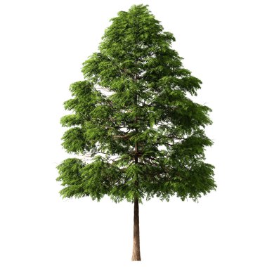 3D Green Trees Isolated on white background , Use for visualization in architectural design or garden decorate