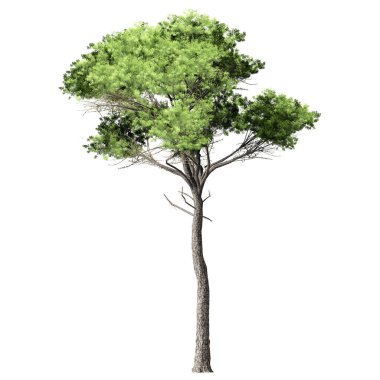 3D Green Trees Isolated on white background , Use for visualization in architectural design or garden decorate