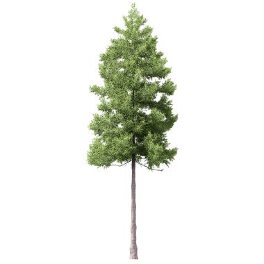 3D Green Trees Isolated on white background , Use for visualization in architectural design or garden decorate
