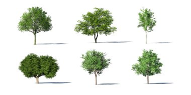 3d ağaç koleksiyonu beyaz arkaplanda izole edildi