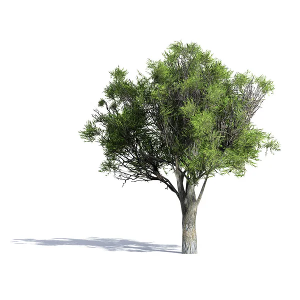 Bäume Isoliert Auf Weißem Hintergrund Verwendung Zur Visualisierung Architektonischen Design — Stockfoto
