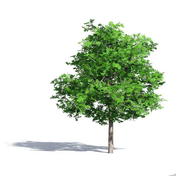 Träd Isolerad Vit Bakgrund Används För Visualisering Arkitektonisk Design — Stockfoto