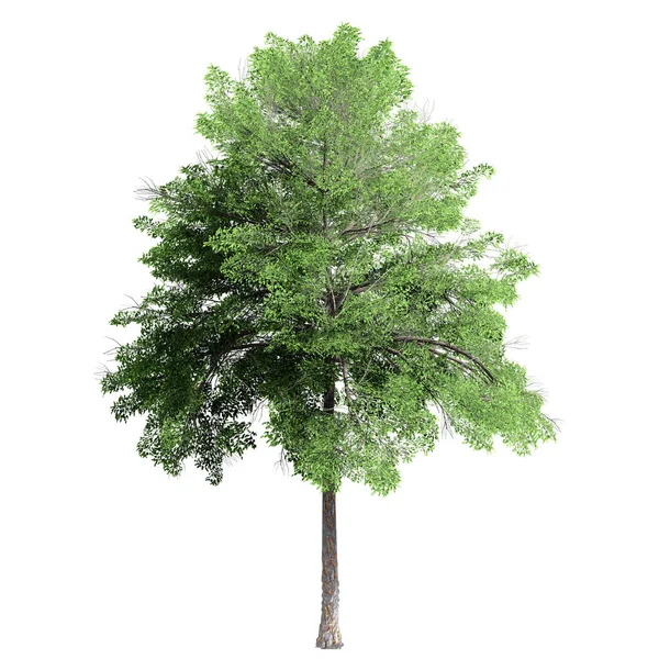 Alberi Isolati Sfondo Bianco Utilizzo Visualizzazione Nella Progettazione Architettonica — Foto Stock