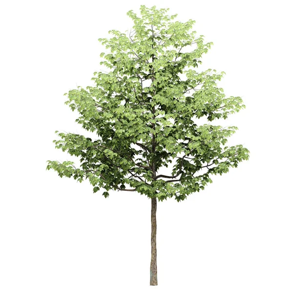 Träd Isolerad Vit Bakgrund Används För Visualisering Arkitektonisk Design — Stockfoto