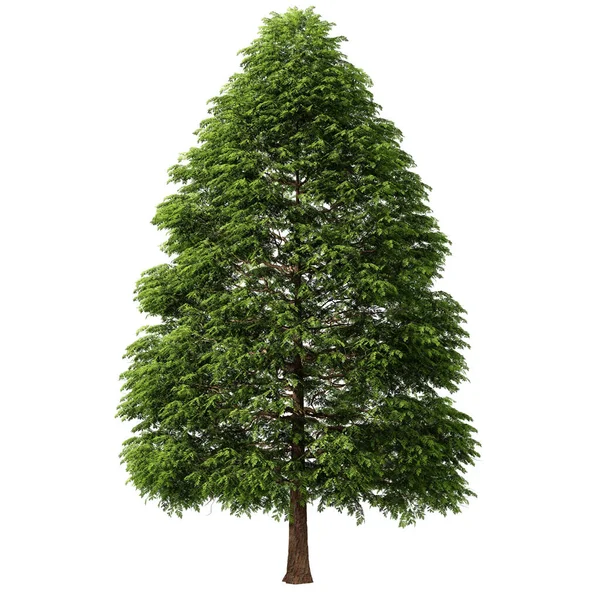 3D Green Trees Isolated on white background , Use for visualization in architectural design or garden decorate