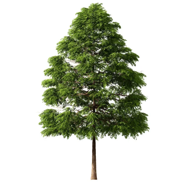 3D Green Trees Isolated on white background , Use for visualization in architectural design or garden decorate