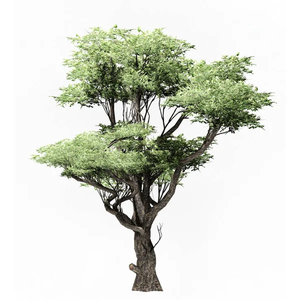 Green Trees Isolated White Background Use Visualization Architectural Design Garden —  Fotos de Stock