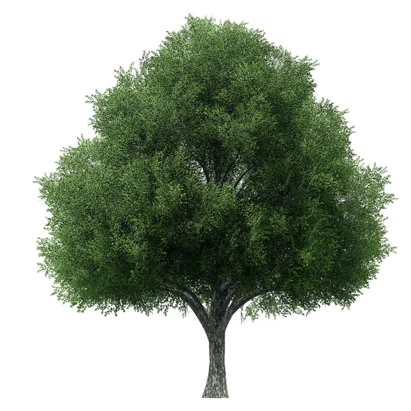 3D Green Trees Isolated on white background , Use for visualization in architectural design or garden decorate