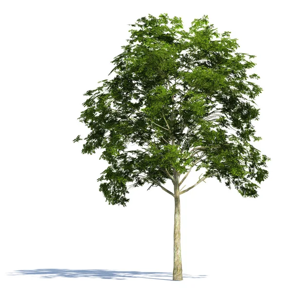 Green Trees Isolated White Background Use Visualization Architectural Design Garden — Stockfoto