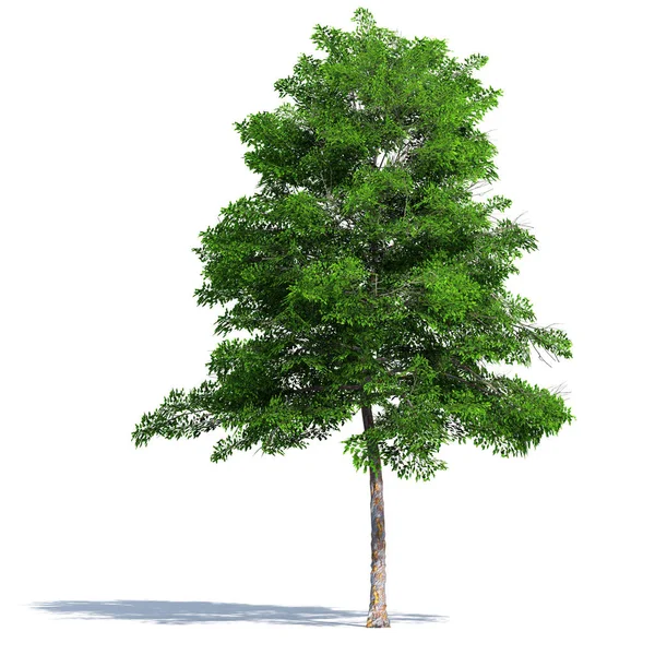 Green Trees Isolated White Background Use Visualization Architectural Design Garden — Fotografia de Stock