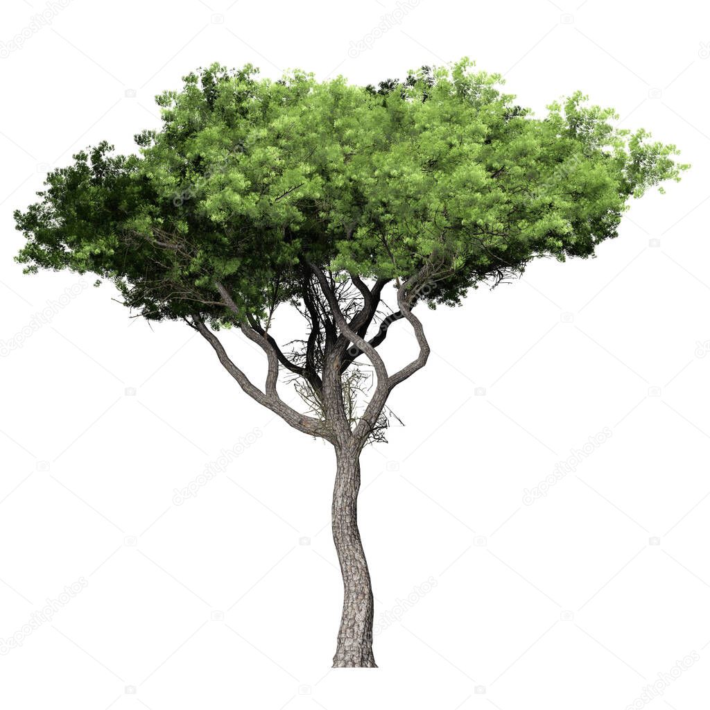 3D Green Trees Isolated on white background , Use for visualization in architectural design or garden decorate