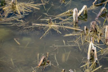 İlkbaharda Ternopil gölünde su