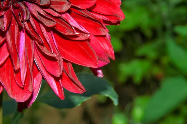 Ormanın Yakınındaki Bahçede Güzel Kırmızı Çiçek — Stok fotoğraf