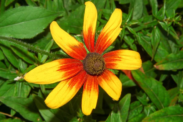 Bellissimo Fiore Giallo Nel Giardino Vicino Alla Foresta — Foto Stock